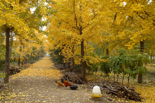攝影三等獎《家園》  作者：王莉（燒傷外科）  10.jpg